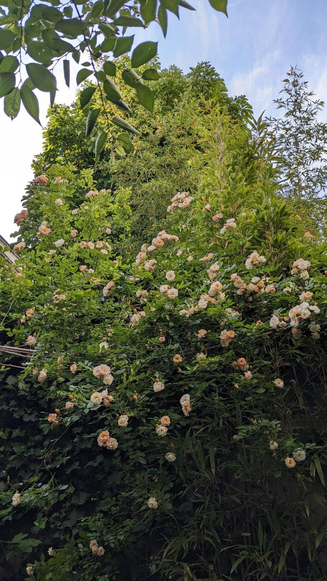 D'hotes Calmes Sur Jardin Batignolles * Parijs